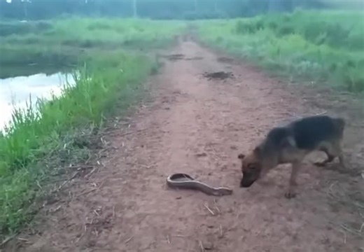 An electric eel fish can generate up to 860 volts of electricity to stun or shock. They operate like batteries. Although they live in water, eels can leap out of the water and attach the most positively charged part of their body (their chin) to the predator. With their negative pole still in the water, this creates a powerful closed electrical circuit. They can deliver multiple electric shocks powerful enough to cause an adult person to have a heart attack or stop breathing. The shock could als
