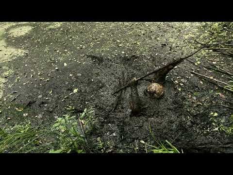 Difficult Terrain (Part 2) - Gostynin Bogs 2025 | Day 2-9