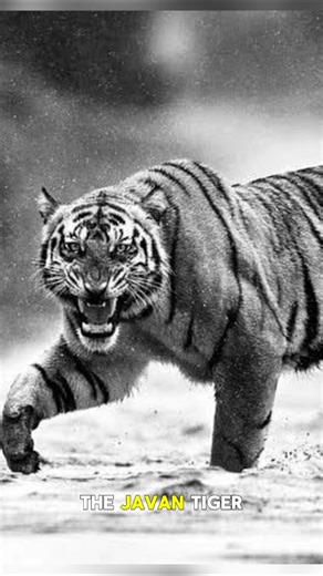 Javan Tiger: The Lost Predator of Java