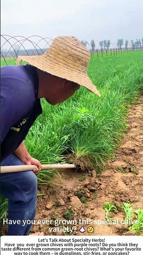 Man Digs Purple‑Root Chive Seedlings with Shovel in His Field 💜🧄
