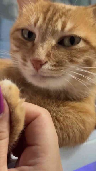 The amusing routine behavior of a smug domestic feline making an incredibly confident face at the camera
