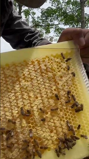 flow hive bee box #beehive #honeycomb #beebox #hive #beekeeping #beekeeper