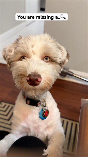 Your Daily Dose of Vitamin Nova! 💊🐾 #shorts #dog #aussiedoodle #puppylove #miniaussiedoodle