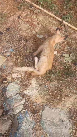 I have found a teenager cat with the neurological FIP. We need GS441524 vials. The calico being treated is almost FIP free. This one deserves a chance as well. We also need food donations. We always have the same people giving, we can barely afford food 😔 Paypal: https://www.paypal.com/paypalme/monalizacats?fbclid=IwZXh0bgNhZW0CMTEAAR3eudiJFJnbbE20d1uJpJFvs9W2IUY-Mn_oz_7LPjpyLWRAffFxvHIx6TY_aem_xipd120MoWld_p2WPXBPrw | Mona Liza Cat Home