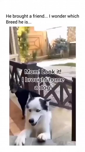 Adorable Dog Compilation 🐶 Swipe Left for More Cute Puppies