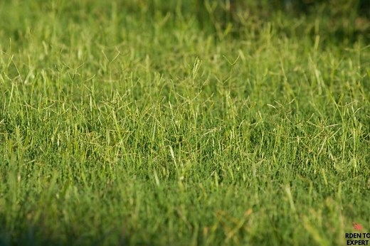 Mowing Bermuda Grass: How to Do It Right. With Helpful Tips