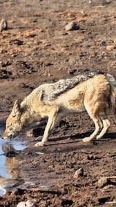 Various animals captured at Etosha National Park in Namibia. #namibia #etosha #variousanimals #africa #travel #visitnamibia #travelnamibia #safari #wildlife #africansafari #travelafrica #explorepage #viral #trendingvideos | Madbookings - Travel Experts in Africa & Asia
