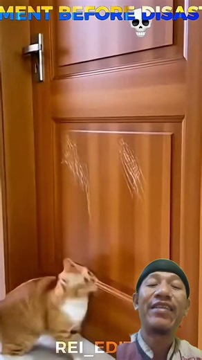 orange cat does something unexpected #shorts