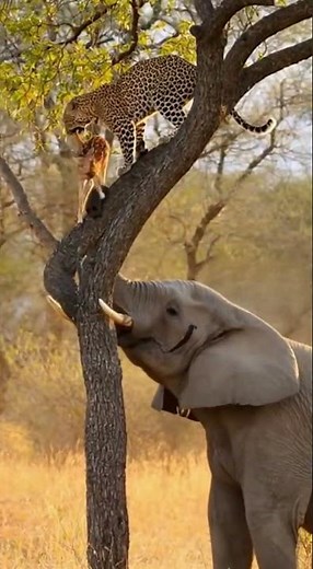 😱😱The Elephant vs. The Leopard: A Battle for Dominance! #shorts #shortclips #wildlife