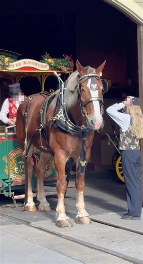 Horse Trolley at Magic Kingdom