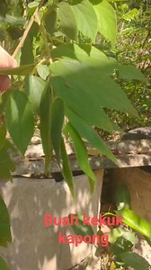 Pokok kekuk kapong banyak munafaat sekali #malaysia #carahidup #untukfikir #คำเตือนใจ | Supee Diy