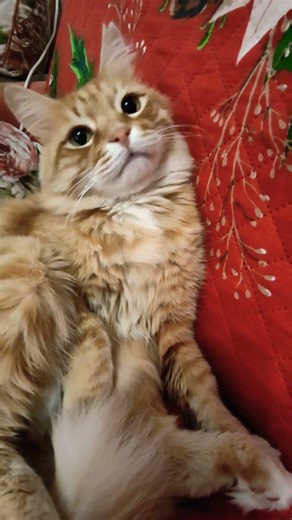 Юмор для взрослых 😄#видосыоткота#shorst #юмор #позитив#прикольныекоты #cat#цитаты#смешно#юмордлявсех