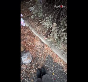 Soaked and scared: Woman rescues puppies shivering in the cold rain