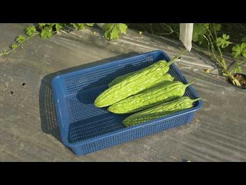 How to plant and grow bitter gourd