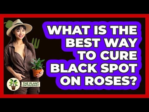 What Is The Best Way To Cure Black Spot On Roses? - The Plant Enthusiast