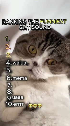 Ranking the funniest cat sound ever😂😸 #catmeme #catvideos #catshorts