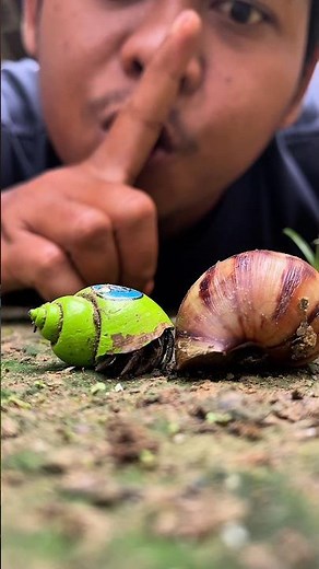Let's see cute hermit crabs and snails#hermitcrab #snail