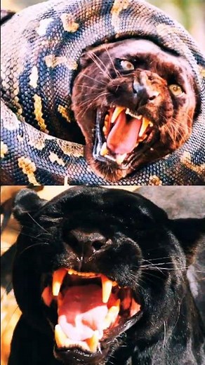 One Silent Strike… Can a Python Take Down a Black Panther?
