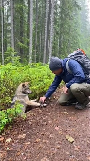 The Moment Humans Rescue Animals in Danger 🥲
