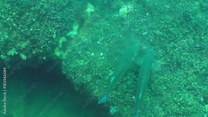 Reproduction of Mussel (Mytilus sp.): Fish Golden gray mullet (Liza aurata) eats eggs and semen secreted by shellfish.