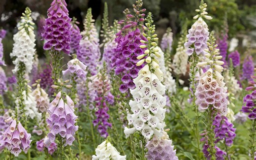 8 Perennial Flowers You Can Still Plant in August
