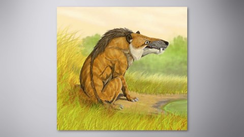 Early mammals that look nothing like their modern relatives