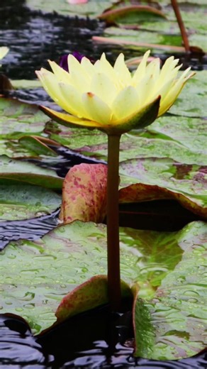 Relaxing water lily rain 🍃🌧️ #rainsounds #rainbow