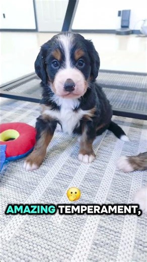 Mini Bernedoodles | Choosing Process 💕 #choose #shorts #video #puppyvideos #puppy #bernedoodle #love