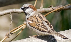 House Sparrow (Passer domesticus) Facts - Feeding, Breeding & More