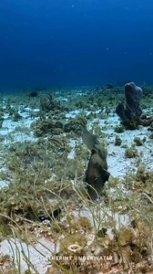 9.9K views · 493 reactions | Looks like this grey triggerfish was doing a bit of housework. What do you think?樂  GoPro 12 with AOI wide angle lens  Sand Dollar Sports house reef, Cozumel#housework #work #cleanup #scuba #scubadiving #underwater #padi #gopro #funny #funnyvideos #fyp #gopro #underwaterlife #aoi #underwaterworld #cozumel #sanddollarsports #marinebiology | Catherine Anne Underwater Photography | Facebook