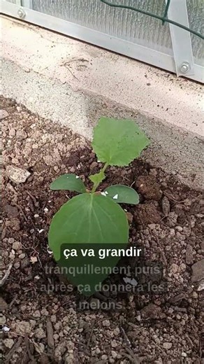 Planter du melon en serre 🍈 (astuce récolte facile) #jardinage #potager #astuce