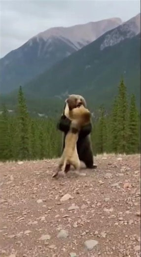 Lion Attacks WRONG Bear Cub - PAYS THE PRICE! 🐻 대가를 치름 🐻 代償を払う #viral #wildliferescue #grizzlybear