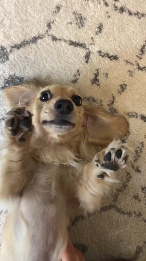 Adventures with Crusoe the Dachshund: Fun and Excitement with a Playful Pup!