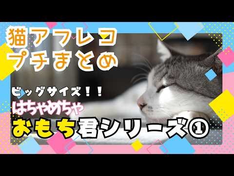 [Cat Dubbing Mini Summary] Heavyweight Omochi-kun's Famous Scenes Collection ①