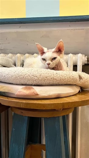 Exploring Paris Through the Eyes of Cats