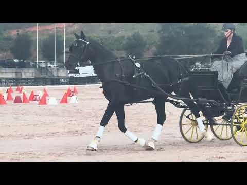 Callie -Tryon Fall CDE 2025