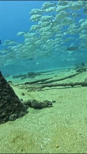 Cabo Pulmo Diving on Instagram: " Where the blue becomes infinite… 錄 Every dive in Cabo Pulmo is a journey into a whole new underwater universe.  Schools of fish moving as one, rays gliding with elegance, and the serenity only the ocean can offer.  The adventure you’ve always dreamed of is waiting.  Book your Scuba Diving experience at Cabo Pulmo Beach Resort.  WhatsApp: +52 624 212 0097 #CaboPulmoBeachResort #DiveInCaboPulmo #OceanAdventure #EatSleepDive #ScubaDreams"