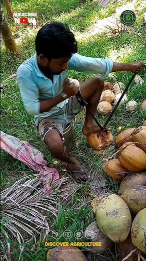 Coconut Husk Peeling Made Easy with Amazing Hand Tool #shorts