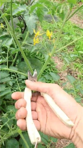 Explanation of how to remove side shoots from cherry tomatoes #homegardening