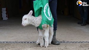 No one knew if this little lamb would ever be able to walk — but her rescuers used a shopping bag to help her stand and refused to give up on her 🐑💕 (via Dodo Impact) | The Dodo