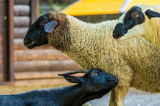 What happens if a sheep mates with a goat?