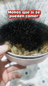 Conocimiento sobre los Mohos: Seguridad Alimentaria