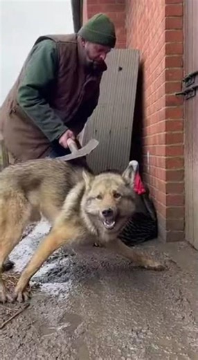 Chaos erupts as the fox attacks the guinea fowl inside the pen.