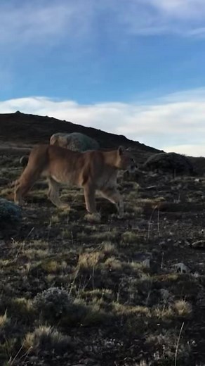 The perceived danger of being close to the puma in this video may alarm many. However, experience, understanding of behavior, and knowledge specific to this location make the actual danger quite low. It’s essential to always be prepared for the unexpected, acknowledging that wild animals can be unpredictable. This puma approached our group as we just happened to be in its path to wherever it was going in the moment. Mutual respect in that instance provided a peaceful interaction for all involved