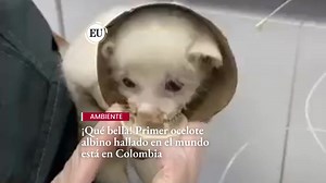 5.3K views · 85 reactions | Esta es la historia del primer ocelote albino, una hembra que fue rescatada noviembre de 2021. Un estudio genético identificó a la felina como un ocelote. ➡️ https://bit.ly/3BXteIJ | El Universal | Facebook
