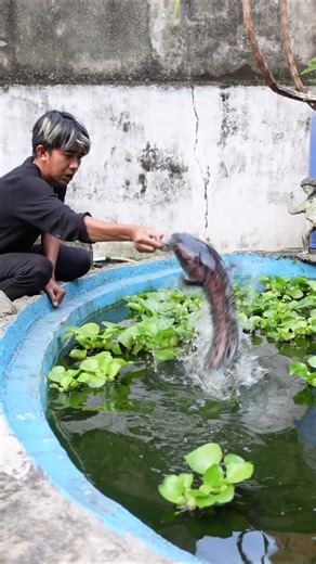 THE ATTRACTION OF THE FEROCIOUS NEO TOMAN WHEN IT IS FEED WITH A WHOLE CATFISH