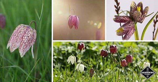 How to Grow Checkered Lily Flowers (Fritillaria Meleagris, Snake’s Head Fritillary, Guinea Hen Flower) - Gardening Channel