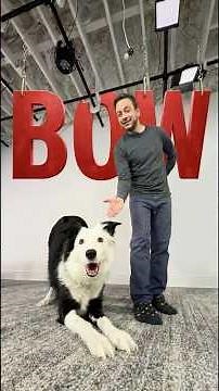 How To Train Bow to Your Dog! Improves Focus!