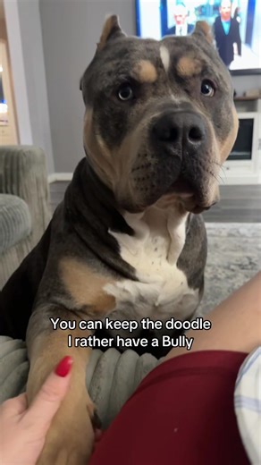 My big clingy baby! #americanbulldog #xl #bully | american bully dogs