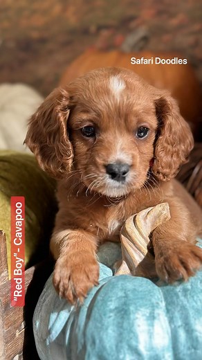 1.5K views · 20 reactions | Cavapoo kids are ready today! Discounted price due to their straight shaggy coat type. These little kids are happy, stable & tiny. Check out our Cavapoo page on our web site. SafariDoodles.com #safaridoodles #cavapoo #cavapoopuppy | Safari Doodles | Facebook